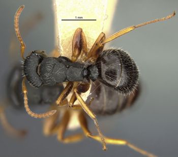 Media type: image;   Entomology 21623 Aspect: habitus dorsal view